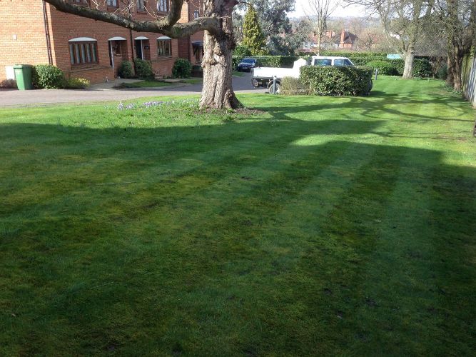 Dorking-Lawn-mowing