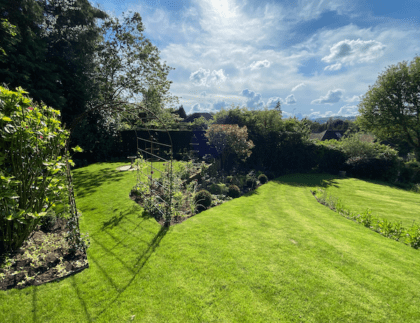 Large lawn Dorking